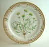 Anthyllus Vulneraria L.  T 988.jpg (184409 byte)