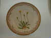Apargia Hirta Sm.  T 1827.jpg (103329 byte)