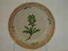 Arctostaphylos Alpina L.  T 73.jpg (103403 byte)