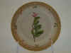 Arctostaphylos  Uva Ursi Spr.  T 33.jpg (102590 byte)