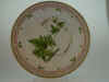 Bryona Alba L.  T 813.jpg (112885 byte)