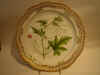 Bryonia Dioica Jacq.  T1830.jpg (133136 byte)