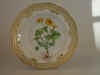 Caltha Palustris L.  T 668.jpg (116111 byte)