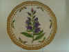 Campanula Latifolia L.  T 85.jpg (123356 byte)