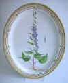 Campanula Rapunculoides L.  T 1327.jpg (213381 byte)
