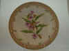 Campanula Trachelium L.  T 1026.jpg (115572 byte)