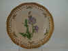 Cichorium Intybus L.  T 907.jpg (114752 byte)