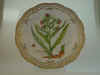Cynoglossum Officinale L.  T 1147.jpg (121082 byte)