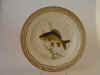 Cyprinus Carpio.jpg (106618 byte)