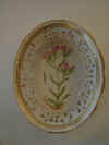 Dianthus Armeria L.     T230.jpg (164962 byte)