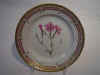 Dianthus Superbus L.  T578.jpg (115938 byte)