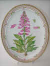 Digitalis Purpurea L.   T74.jpg (208900 byte)