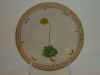 Draba Alpina L.  T 56.jpg (94417 byte)