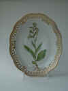Epipactis Palustris Sw.  T 267.jpg (154526 byte)