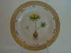 Eranthis Hiemalis Salisb.  T 1391.jpg (104516 byte)