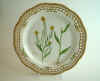 Erysium Cheiranthoides L.  T  923.jpg (153885 byte)