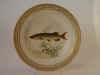 Esox Lucius A.jpg (107964 byte)