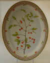 Euonymus Europ�us L.  T 1089.jpg (182590 byte)