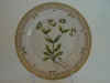 Fedia Olitoria (L.) Vahl.  T 1681.jpg (108667 byte)
