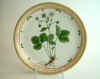 Fragaria Collina Ehrh.  T 1389.jpg (152451 byte)