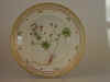 Geranium Molle L.  T 679.jpg (109917 byte)