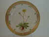 Hieracium Auriculaeforme Fr.  T Supp. 2 92.jpg (105713 byte)