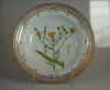 Hieracium Umbellatum L.  T 680.jpg (128667 byte)