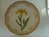 Iris Pseudacorus l.  T 494.jpg (116151 byte)