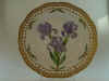 Iris Spuria L.  T 734.jpg (120112 byte)