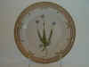 Jasione Montana L.  T 319.jpg (102942 byte)