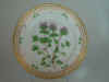 Lamium Amplexicaule L.  T 752.jpg (118799 byte)