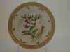 Lathyrus Pratensis L.  T 527.jpg (110559 byte)