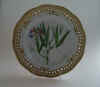 Lathyrus Silvester L.  T325.jpg (124967 byte)