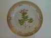 Ledum Groenlandicum Oed.  T  567.jpg (108609 byte)