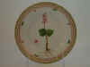 Listera Cordata R. Br.  T 1278.jpg (98658 byte)