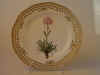 Lychnis Alpina L.  T 65.jpg (110571 byte)