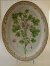 Malva Silvestris L.  T 1223.jpg (199440 byte)