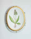 Orchis Bulbis Fibrosis Etc.     T333.jpg (123205 byte)