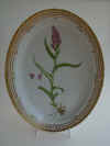 Orchis Incarnatus L.  T2476.jpg (165745 byte)