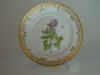 Origanum Vulgare L.  T 638.jpg (101597 byte)