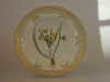 Ornithogalum Arvense Pers.  T 1869.jpg (108108 byte)