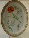 Papaver Rhoeas L.  T 1580.jpg (190534 byte)
