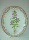 Pedicularis Palustris L.  T2055.jpg (202133 byte)