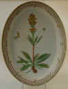 Pedicularis Sceptrum Carolinum L.  T 26.jpg (190396 byte)