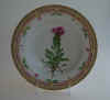 Pedicularis Silvatica L.  T225.jpg (129903 byte)