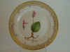 Planthera Rotundifolia Lindl.  T 2971.jpg (109307 byte)