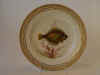 Pleuronectes Plattessa.jpg (107605 byte)