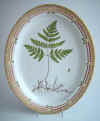 Polypodium Dryopterus T 1943.jpg (229252 byte)