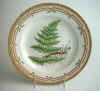 Polypodium Spinulosum Mull.   T 707.jpg (192862 byte)