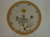 Potentilla Egedii Wormskj.  T 1578.jpg (103665 byte)